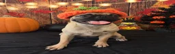 Pug dogs for sale: Pug 1 - Ad 3