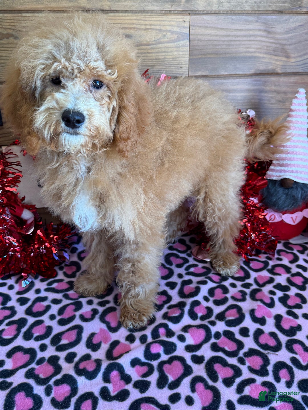 Mini Goldendoodle dogs for sale: Tator - Ad 3