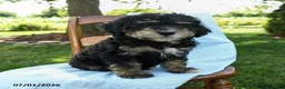 Mini Bernedoodle dogs for sale: Cleo - Ad 6