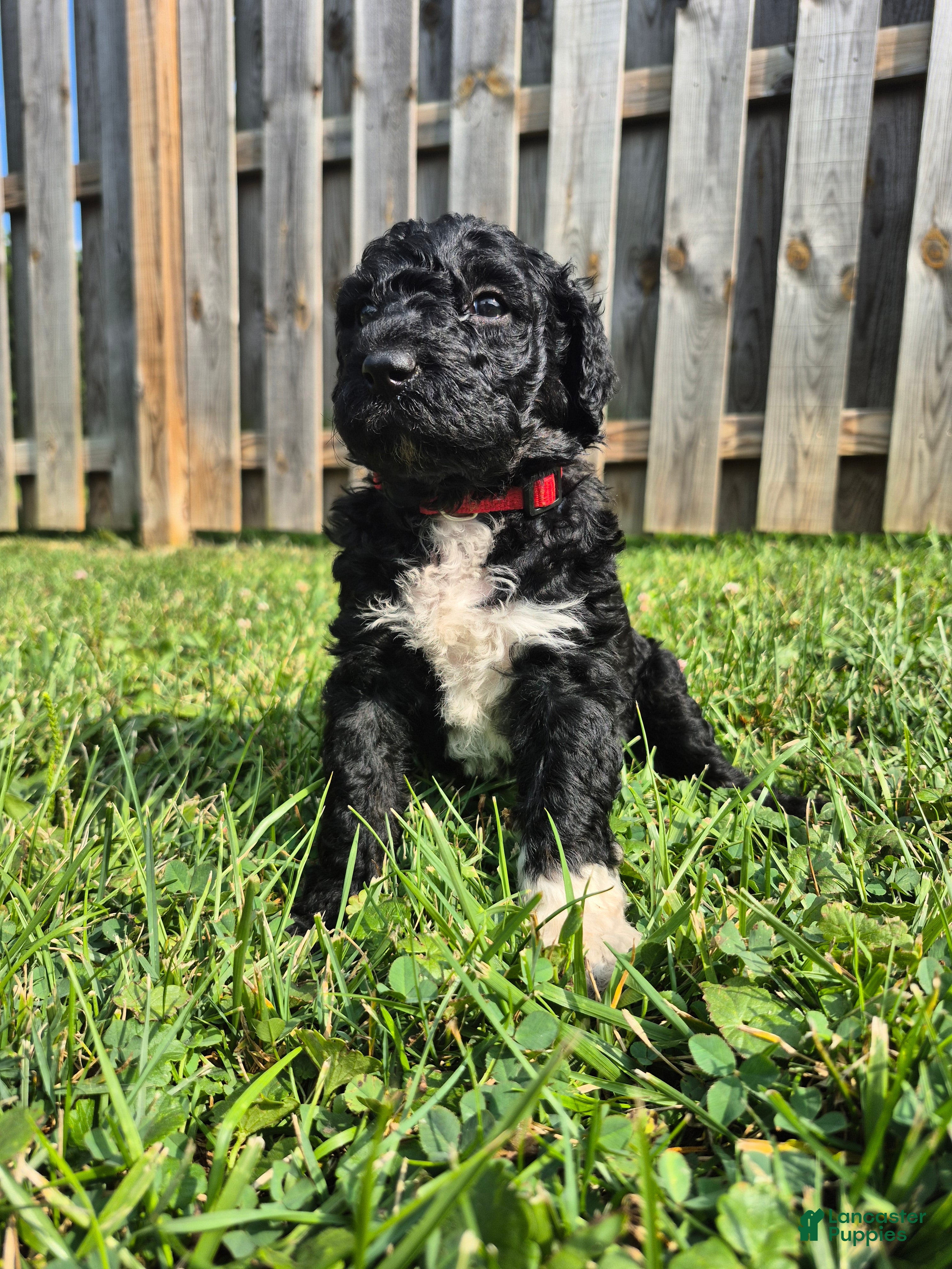 Mini Sheepadoodle dogs Stella - Ad 2