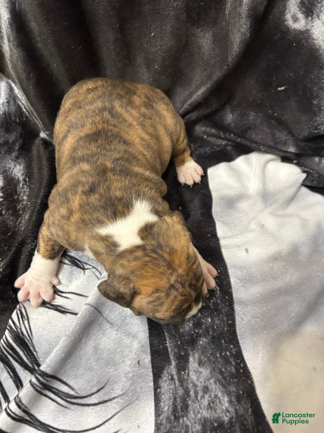 American Bully dogs for sale: American Bully Puppy 3 - Ad 11