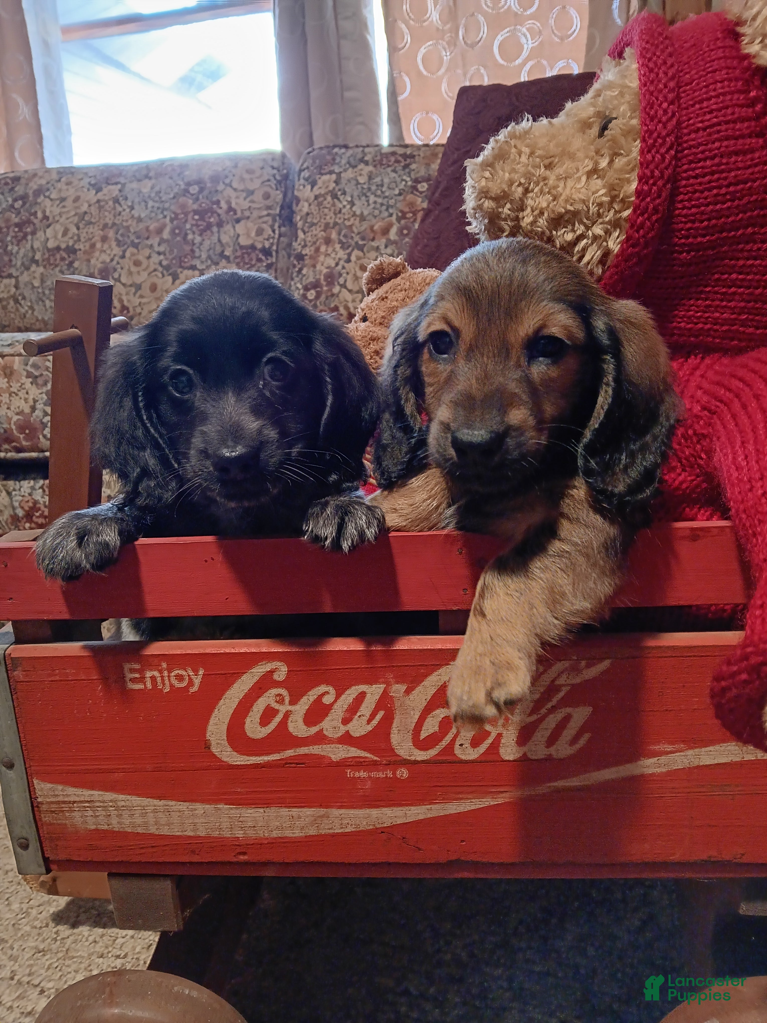 Miniature Dachshund dogs boy 1 - Ad 28