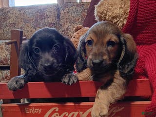 Miniature Dachshund dogs boy 1 - Ad 7