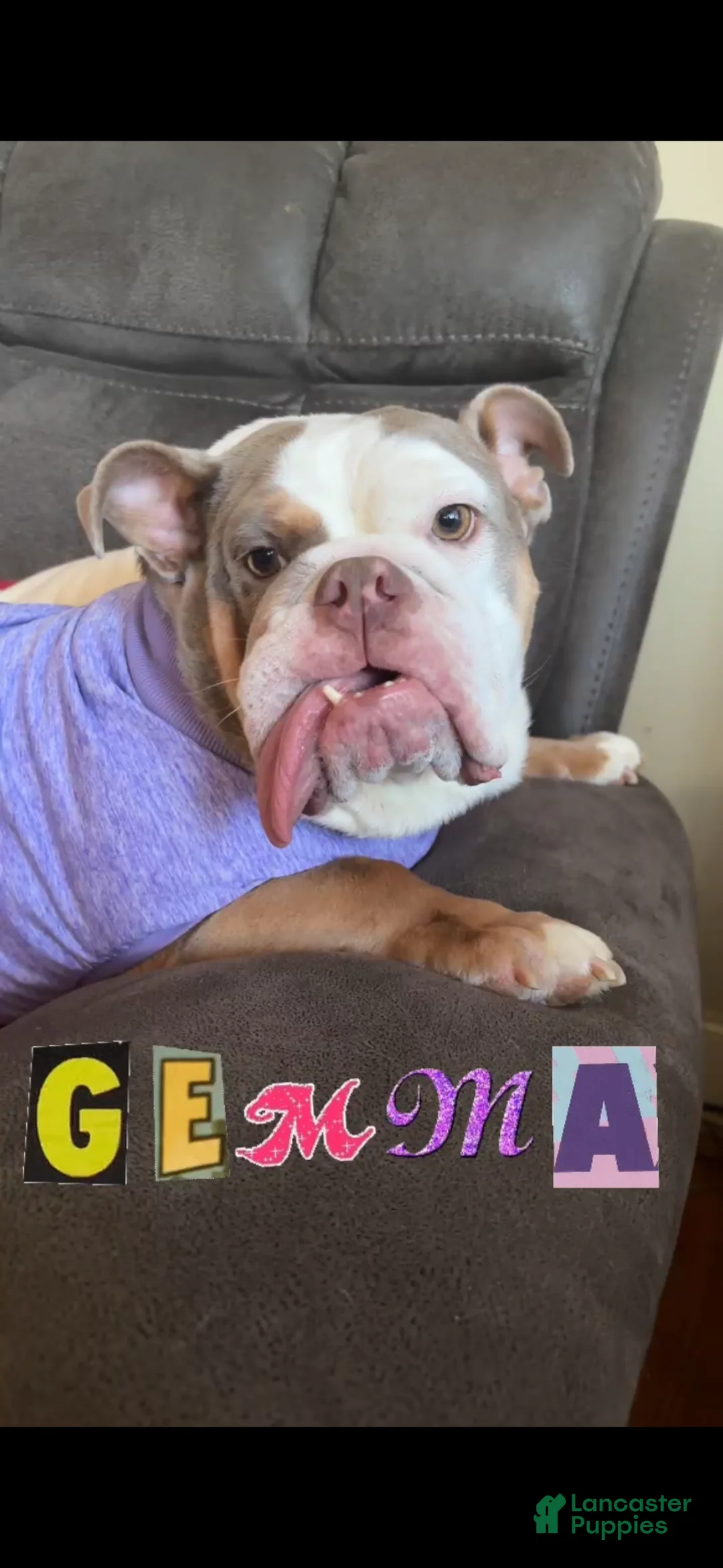 English Bulldog dogs for sale: Gemma  - Ad 4