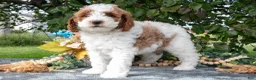 Miniature Poodle dogs for sale: Tyson - Ad 3