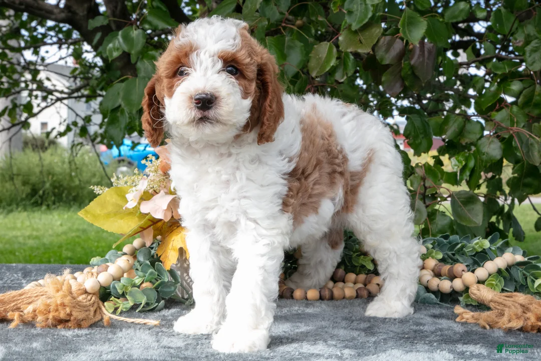 Miniature Poodle dogs for sale: Tyson - Ad 3