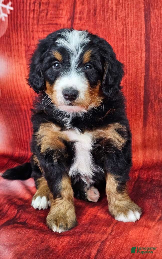 Mini Bernedoodle dogs Toby - Ad 4