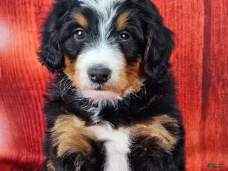 Mini Bernedoodle dogs Toby - Ad 4