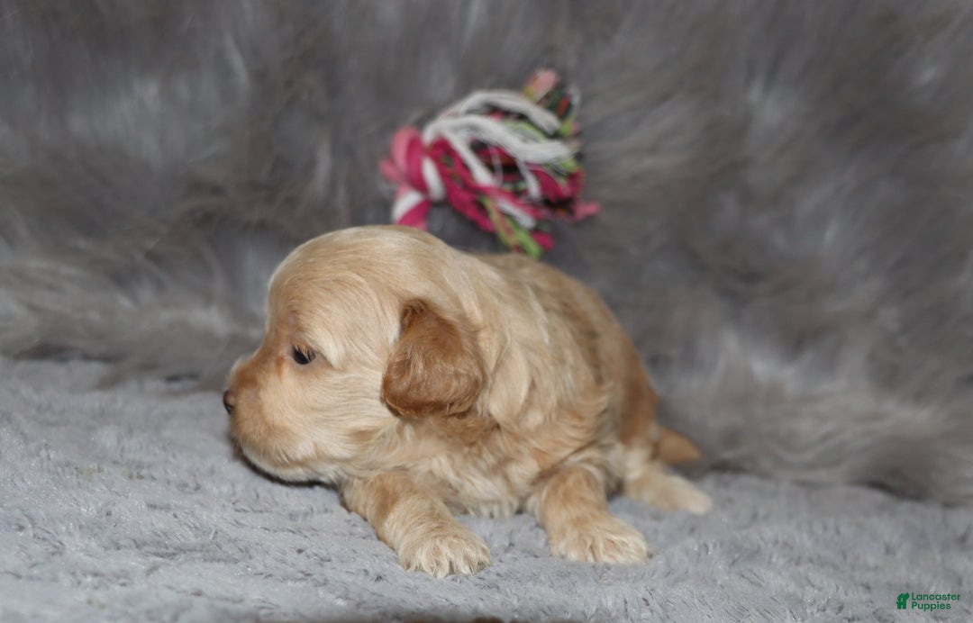 Havapoo dogs for sale: Angie👨‍👨‍👦‍👦💞🐕Miniature - Ad 8