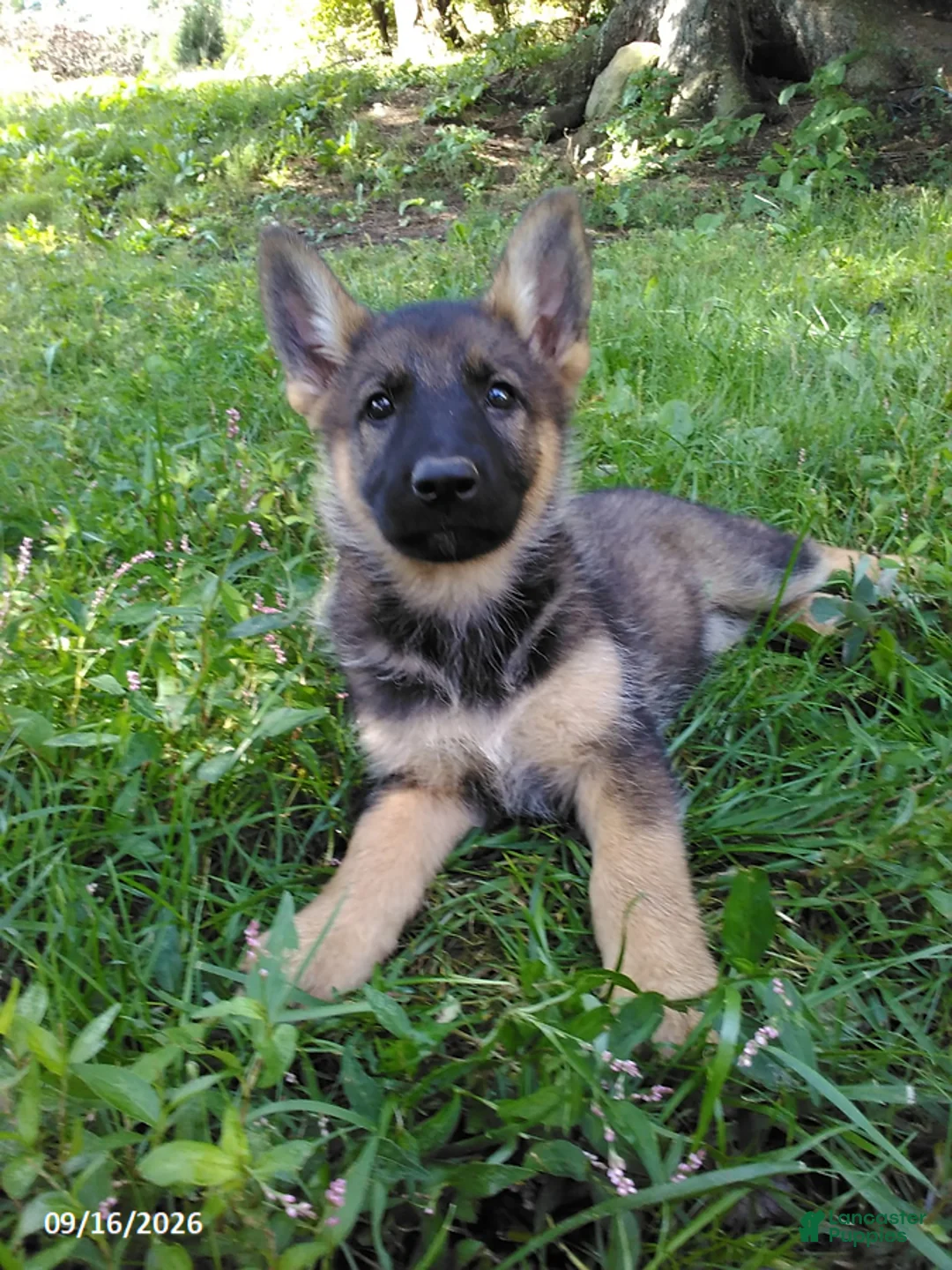 German Shepherd dogs for sale: Rusty - Ad 2