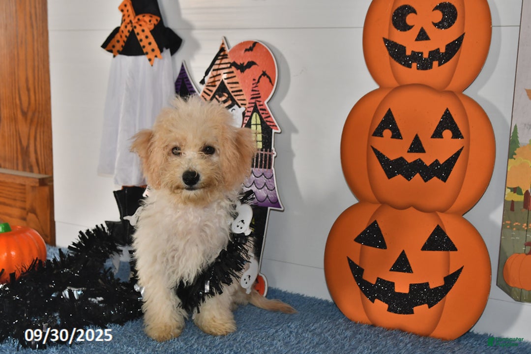 Bichpoo dogs for sale: Cinderella - Ad 11