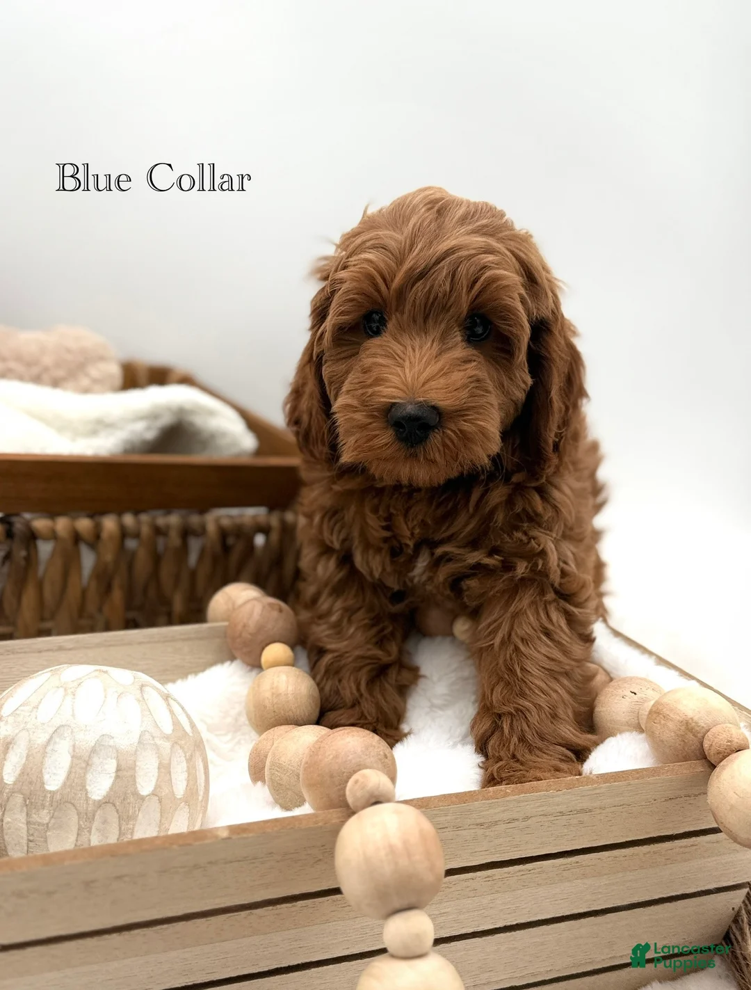 Mini Goldendoodle dogs for sale: Mini Goldendoodle 4 - Ad 1
