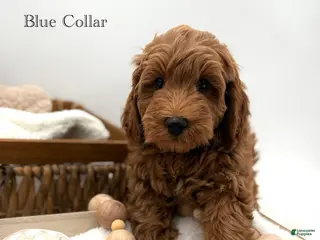 Mini Goldendoodle dogs Mini Goldendoodle 4 - Ad 7