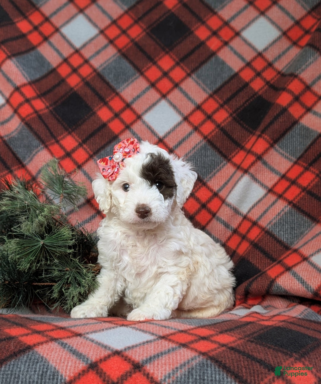 Cockapoo dogs for sale: Charise Hypoallergenic - Ad 1