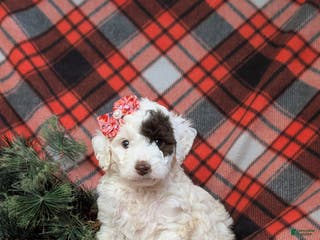 Cockapoo dogs Charise Hypoallergenic - Ad 40