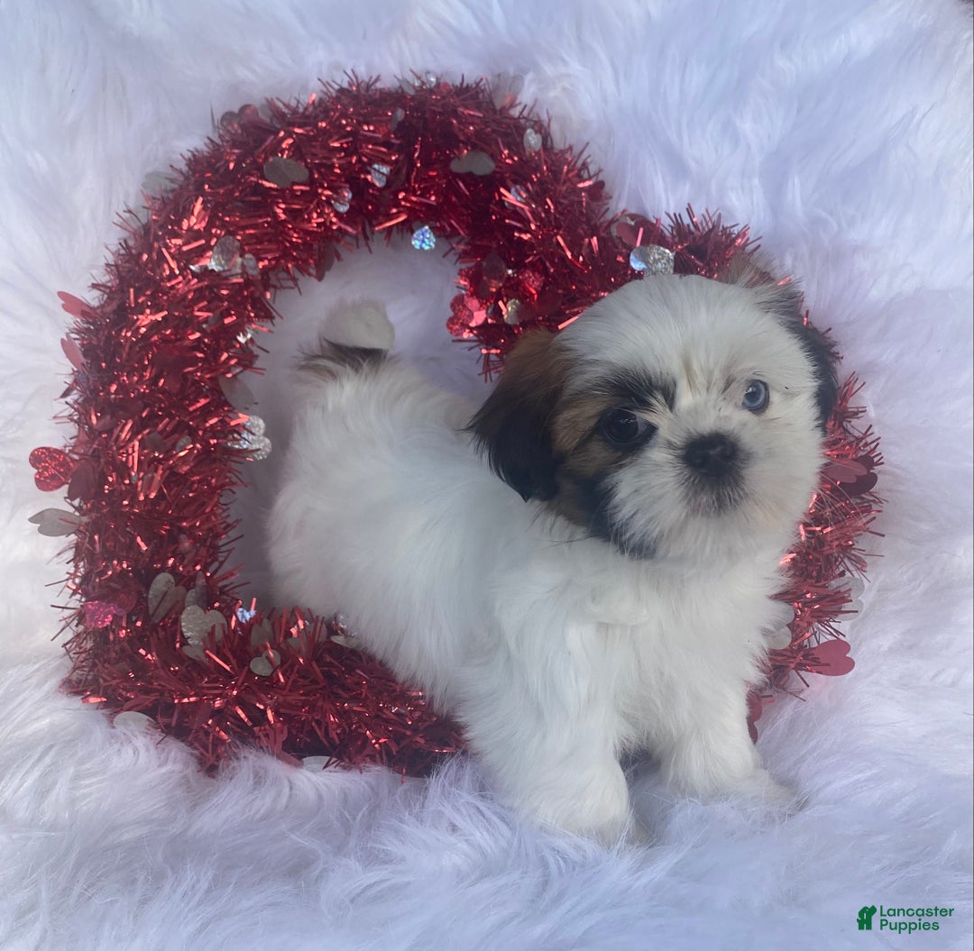 Mixed Breed dogs for sale: Posie  - Ad 1