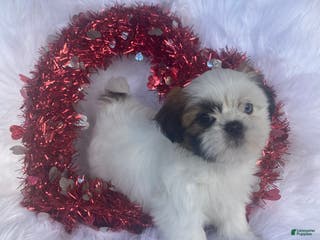 Mixed Breed dogs Posie - Ad 31