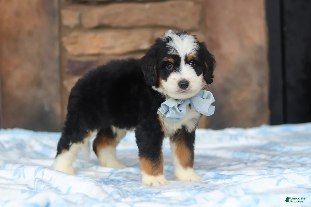 Mini Bernedoodle dogs for sale: Max - Ad 2