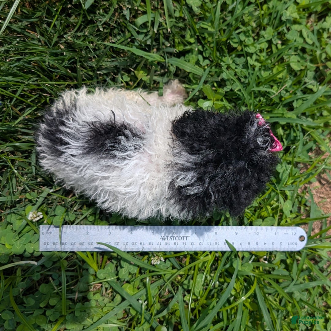 Toy Poodle dogs for sale: Sunshine - Ad 10