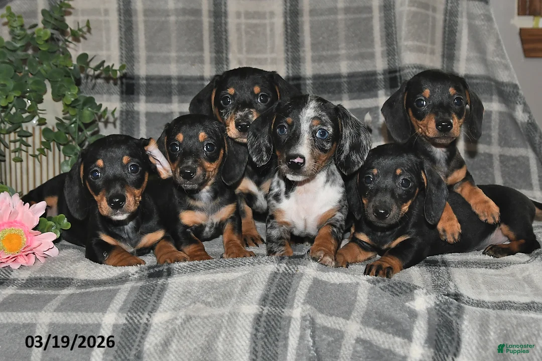 Miniature Dachshund dogs for sale: Conner - Ad 5