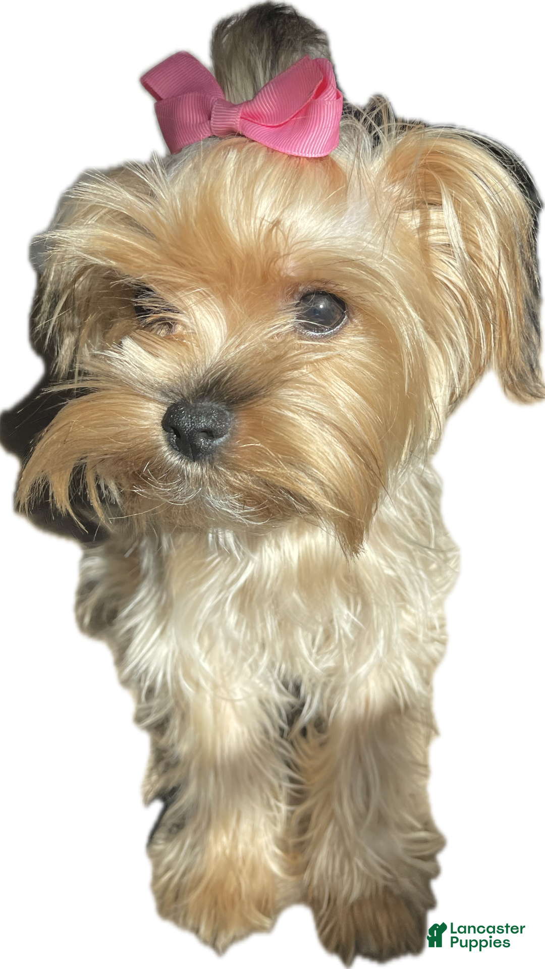 Yorkshire Terrier dogs for sale: Yorkshire Terrier Puppy 1 - Ad 3