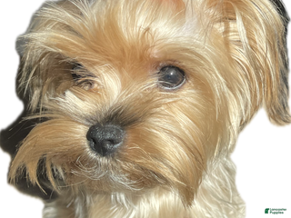 Yorkshire Terrier dogs Yorkshire Terrier Puppy 1 - Ad 24