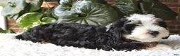 Mini Bernedoodle dogs for sale: Dexter  - Ad 3