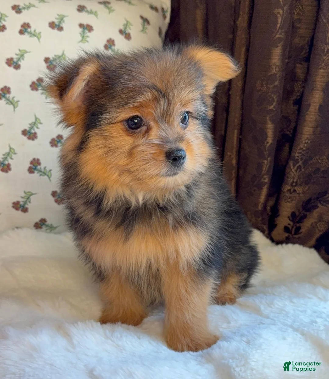 Mixed Breed dogs for sale: Designer Breed Yorkishire Terrier, Pomeranian Mix Puppy Female Daisy - Ad 10