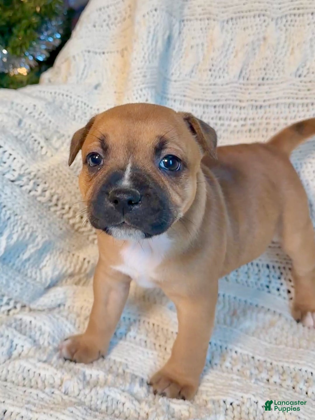 Staffordshire Bull Terrier dogs for sale: Staffordshire Bull Terrier Puppy 4 - Ad 2