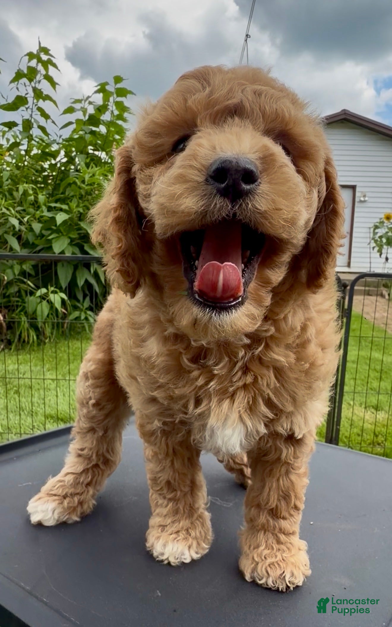 Mini Goldendoodle dogs Squints charting 25-30 pounds - Ad 2