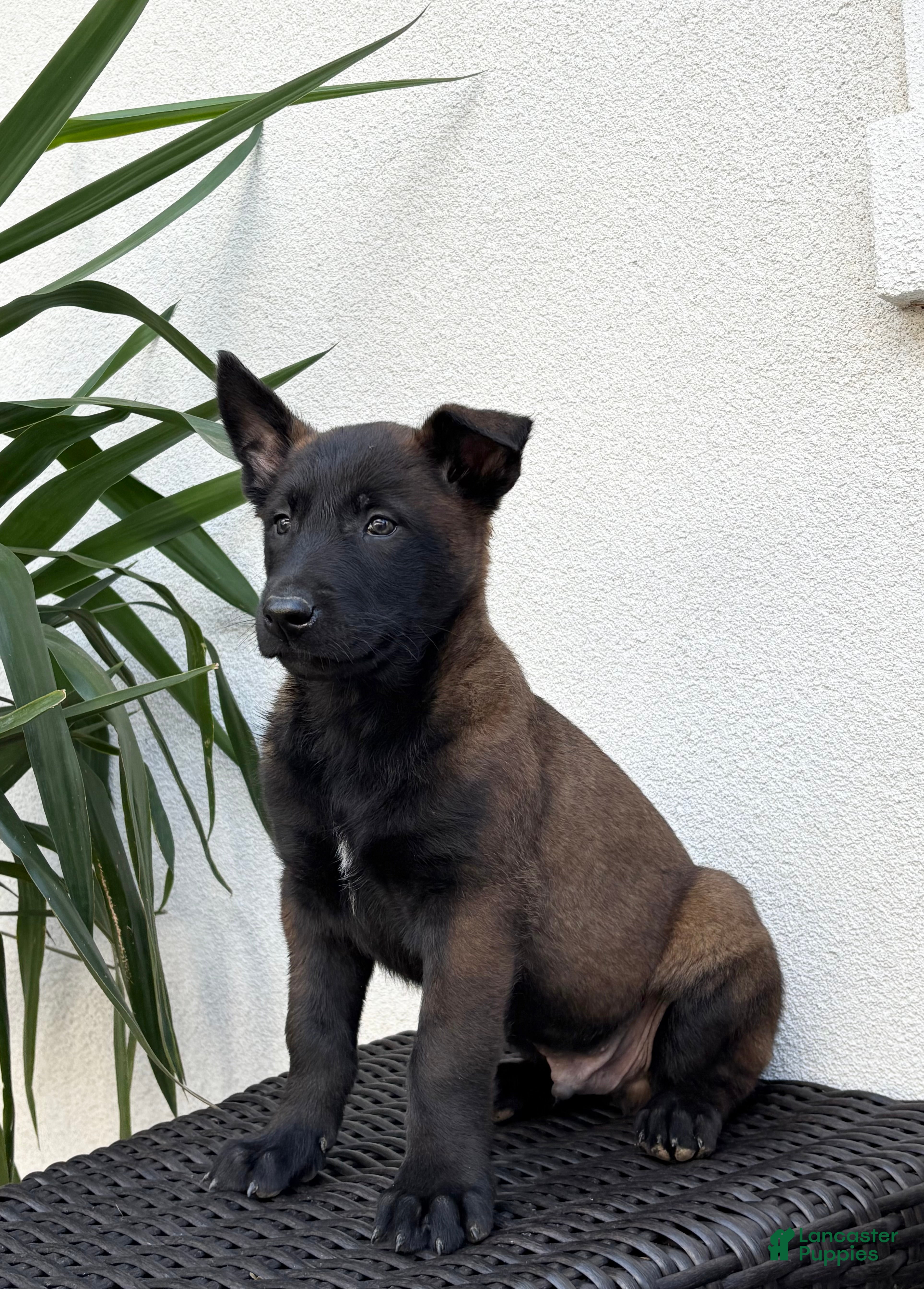 Belgian Malinois dogs Belgian Malinois Puppy (Mars) - Ad 1