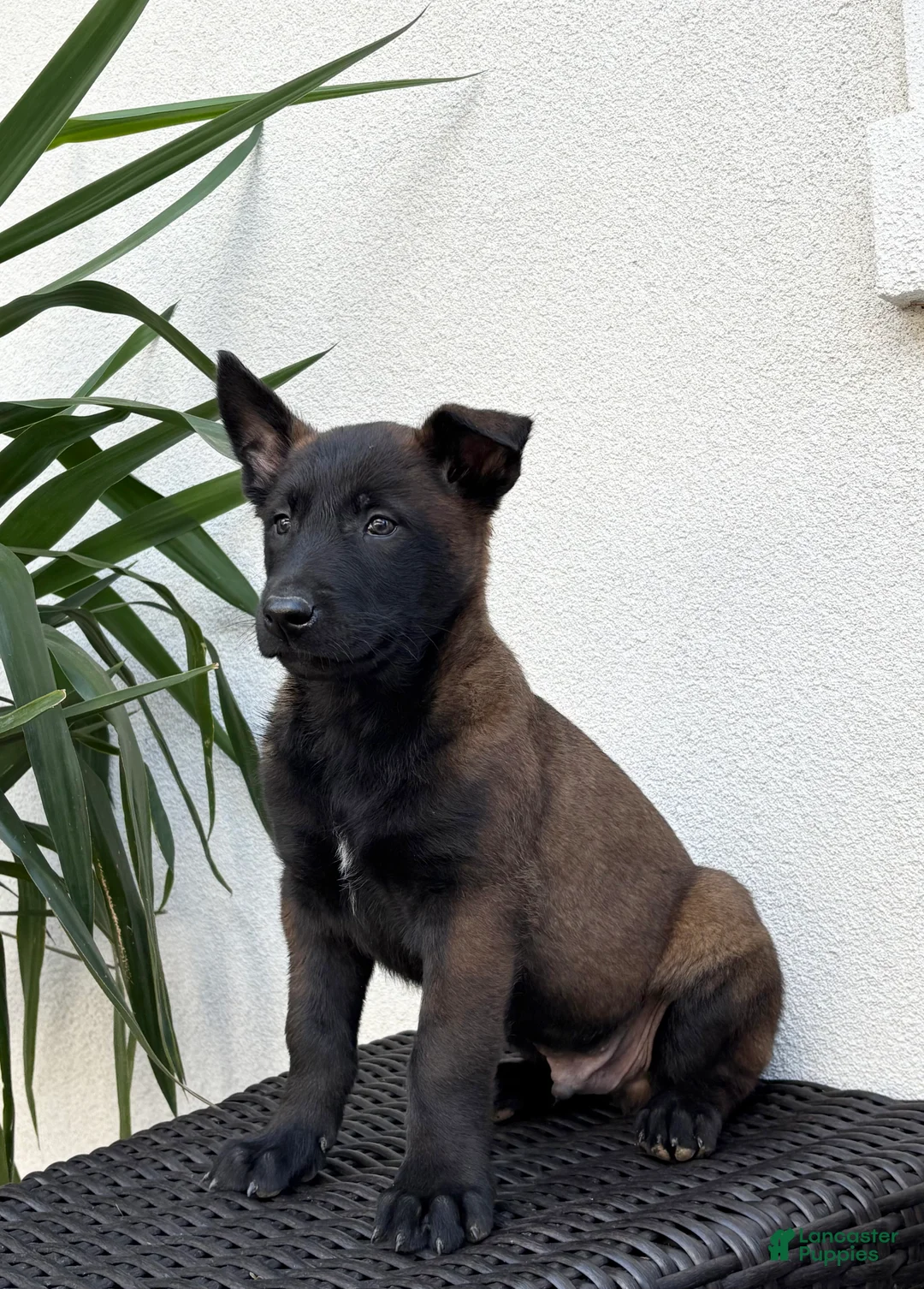 Belgian Malinois dogs for sale: Belgian Malinois Puppy (Mars) - Ad 1
