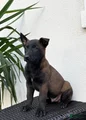 Belgian Malinois Puppy (Mars)
