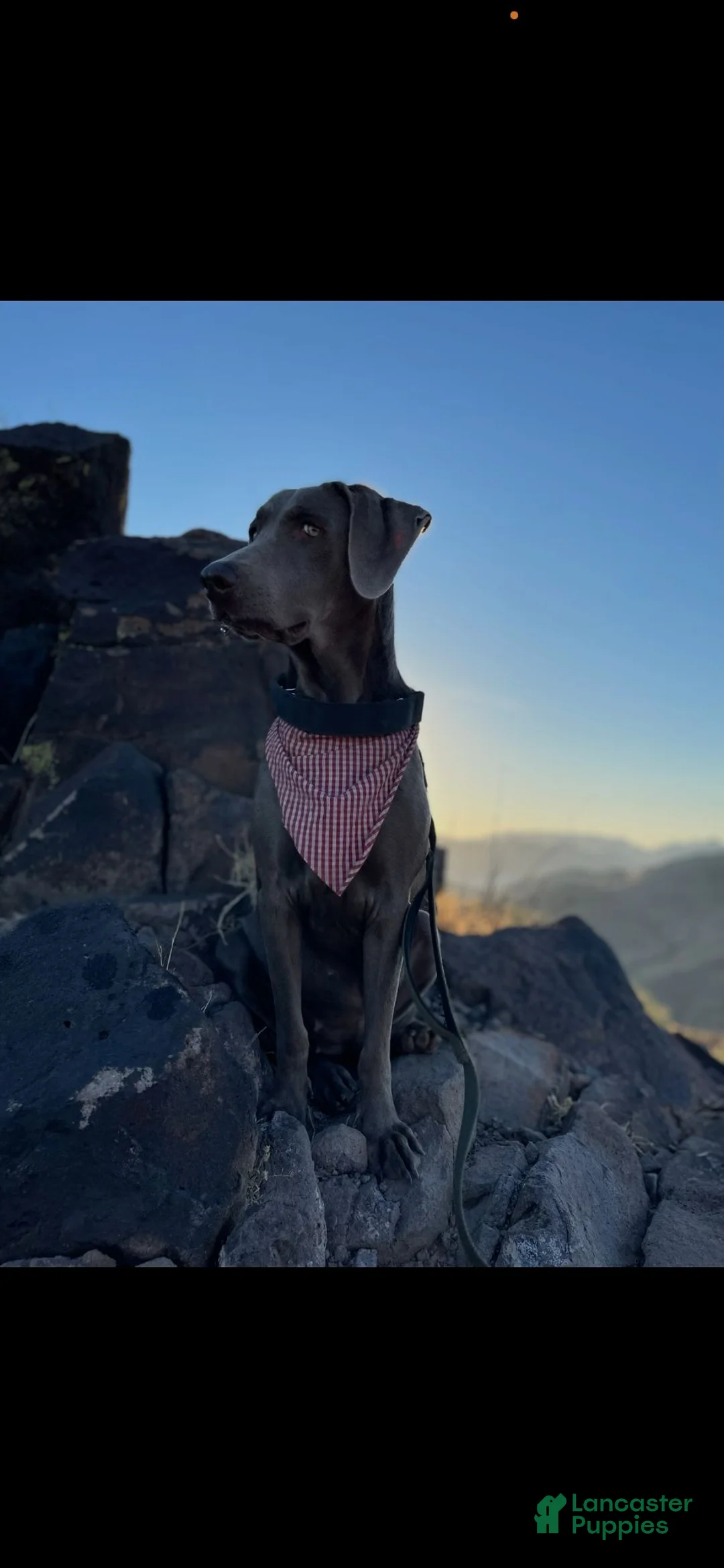 Weimaraner dogs for sale: Weimaraner 10 - Ad 2