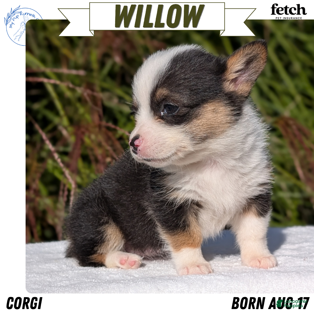Welsh Corgi Pembroke dogs Willow - Ad 1