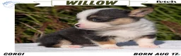 Welsh Corgi Pembroke dogs for sale: Willow - Ad 1