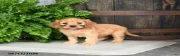 Cavapoo dogs for sale: Iris - Ad 4