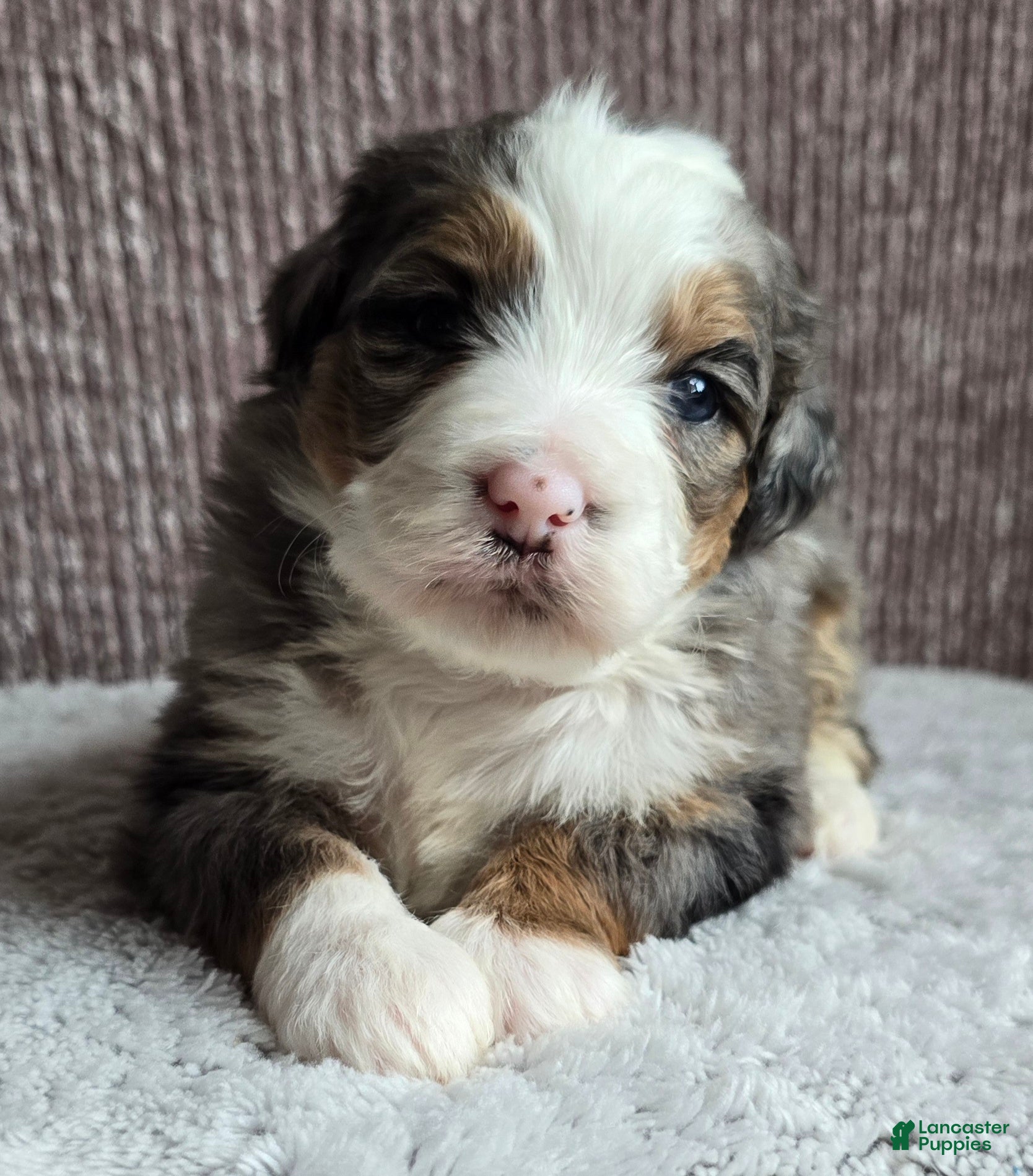 Mini Bernedoodle dogs Mini Oakley - Ad 2