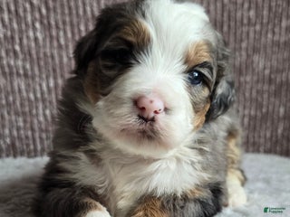 Mini Bernedoodle dogs Mini Oakley - Ad 2