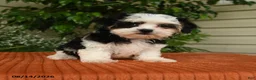 Malshi dogs for sale: Megan - Ad 4