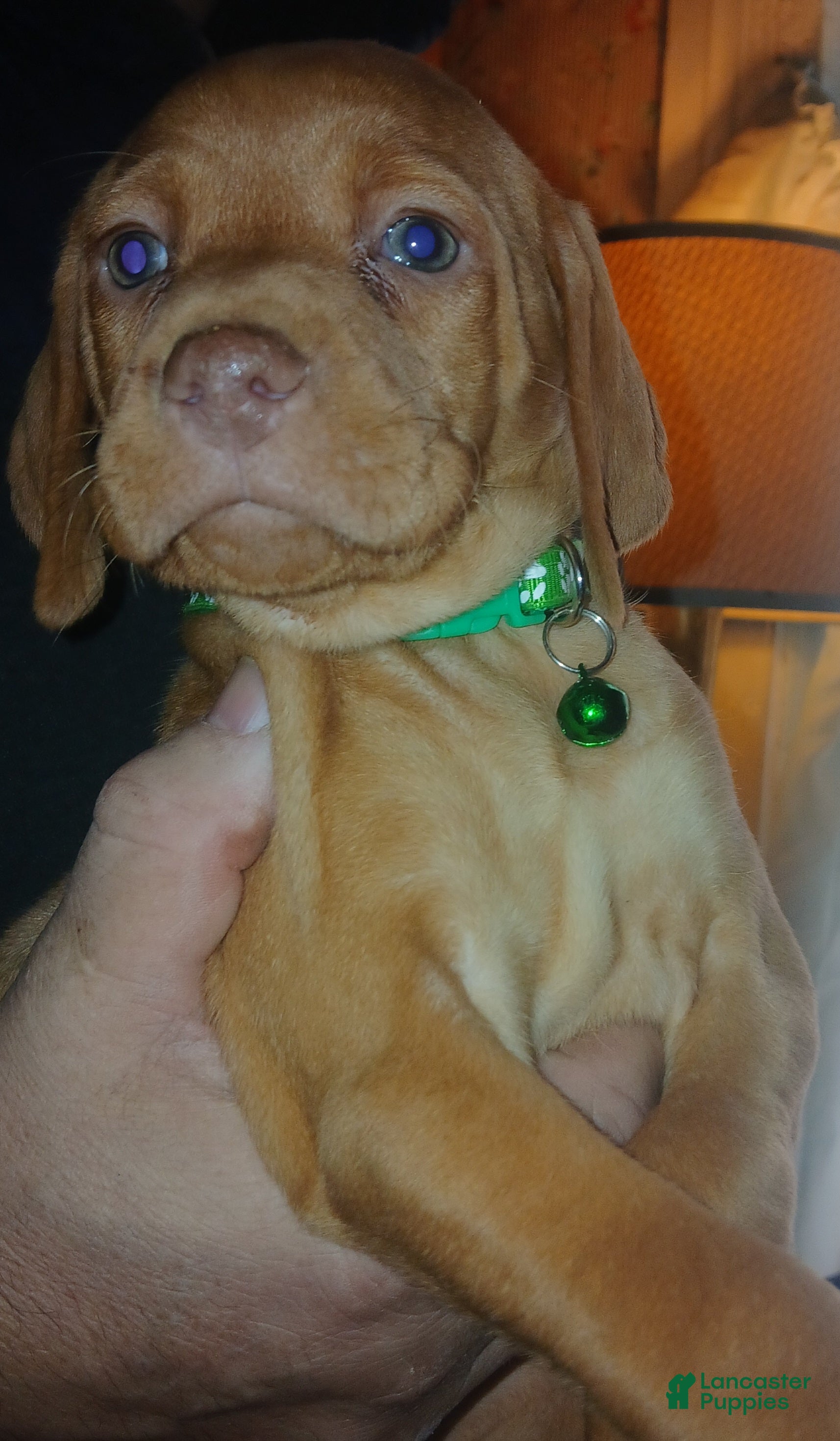 Vizsla dogs Vizsla Puppy 2 - Ad 20