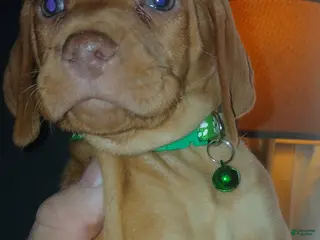 Vizsla dogs Vizsla Puppy 2 - Ad 20