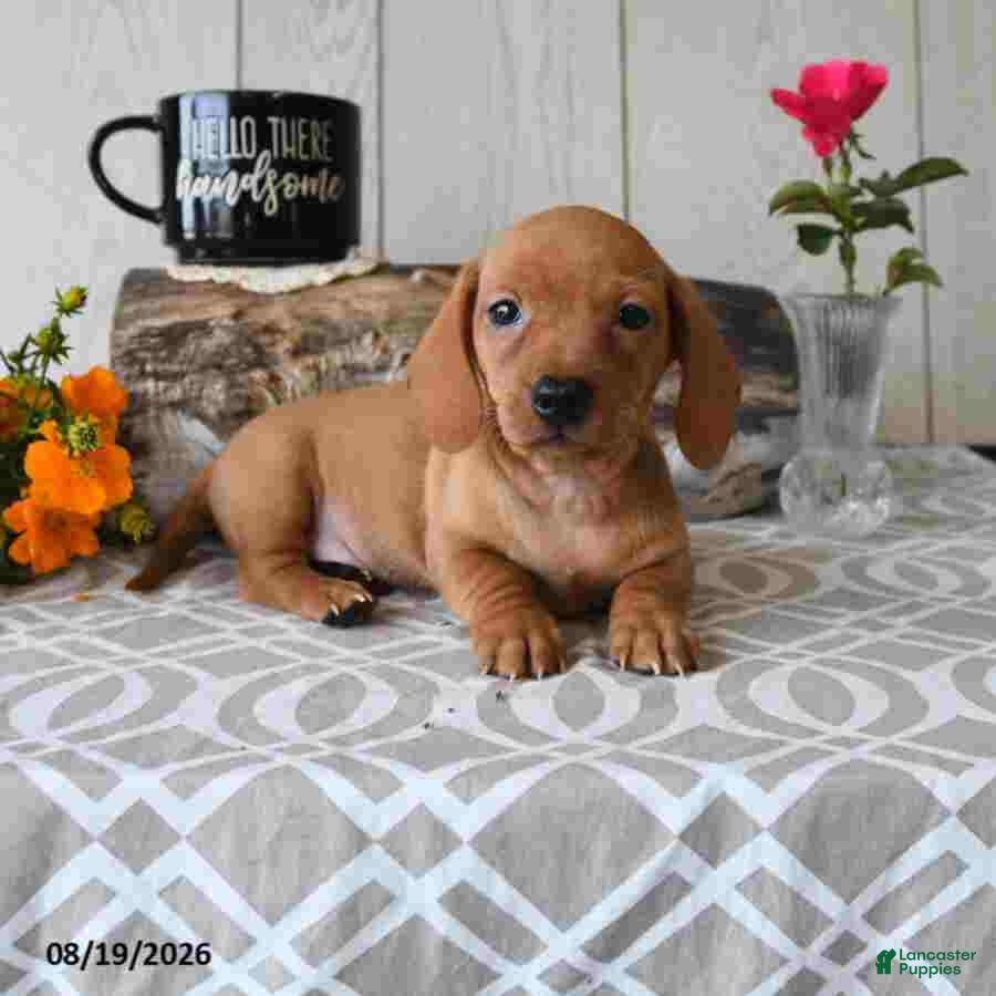 Miniature Dachshund dogs Tyler - Ad 1