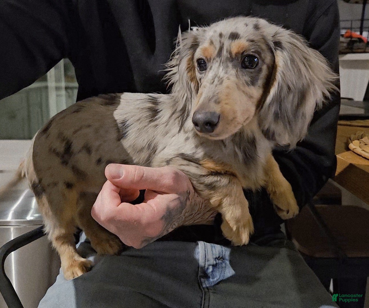 Miniature Dachshund dogs Miniature Dachshund Puppy 1 - Ad 1