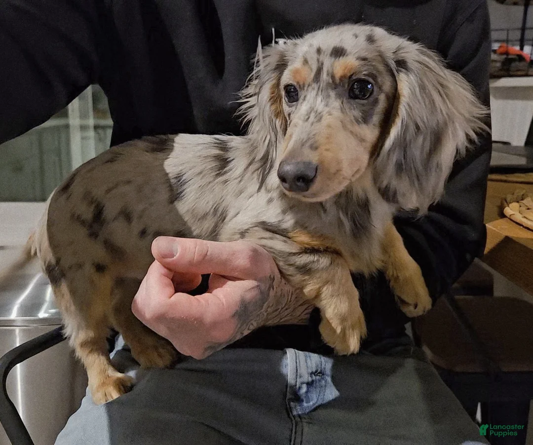 Miniature Dachshund dogs for sale: Miniature Dachshund Puppy 1 - Ad 1