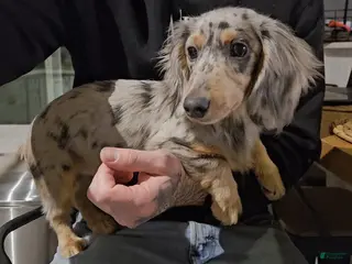 Miniature Dachshund dogs Miniature Dachshund Puppy 1 - Ad 1