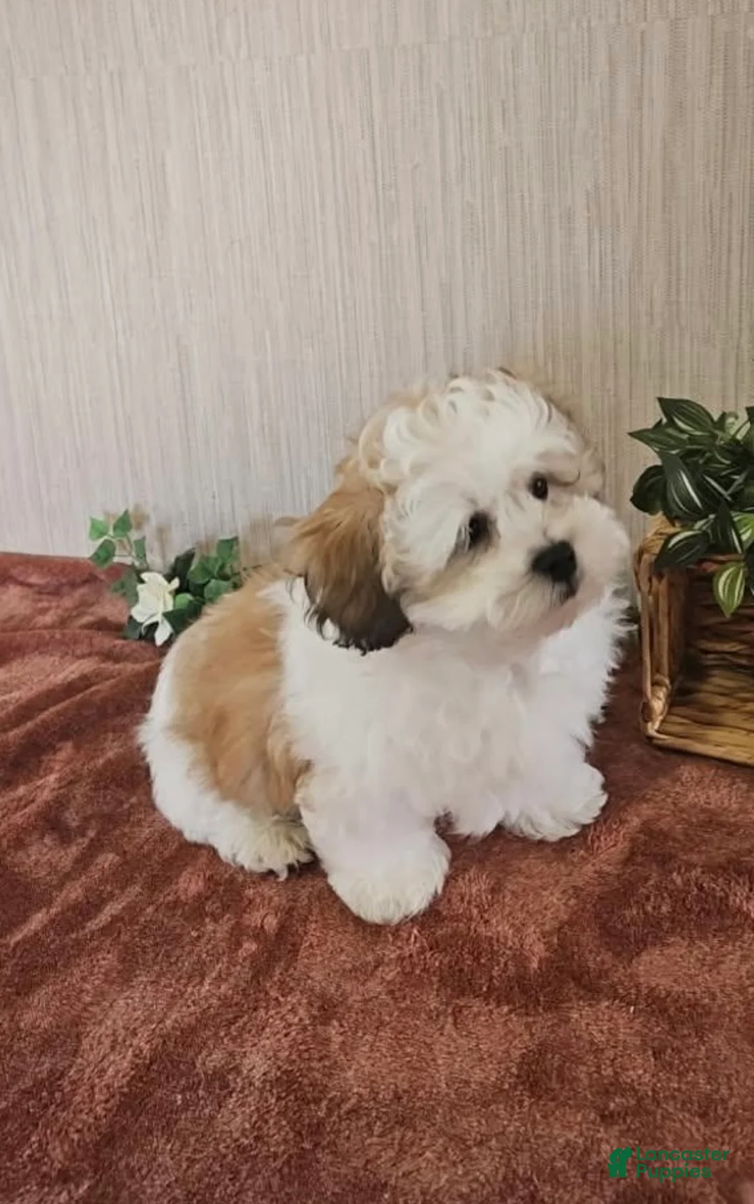 Teddy Bear dogs for sale: milo - Ad 2