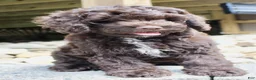 Cockapoo dogs for sale: Aspen - Ad 3