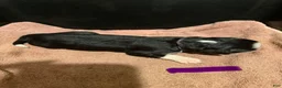Bernese Mountain Dog dogs for sale: Purple - Ad 15