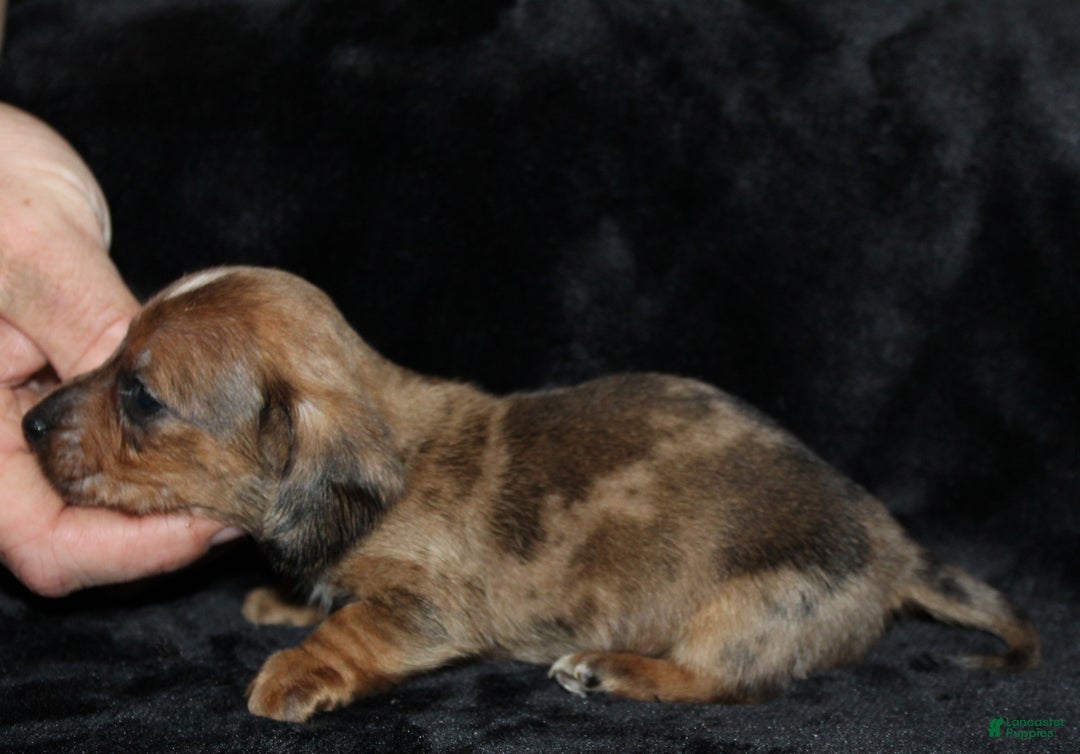 Miniature Dachshund dogs for sale: Steele - Ad 18